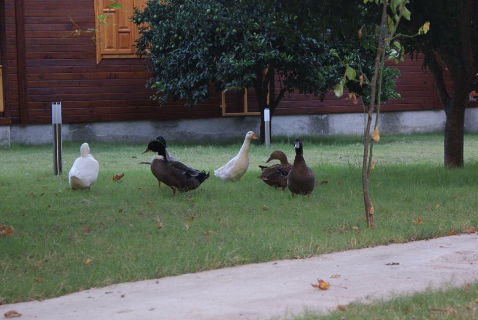 Maji Village Çıralı Exteriör bild